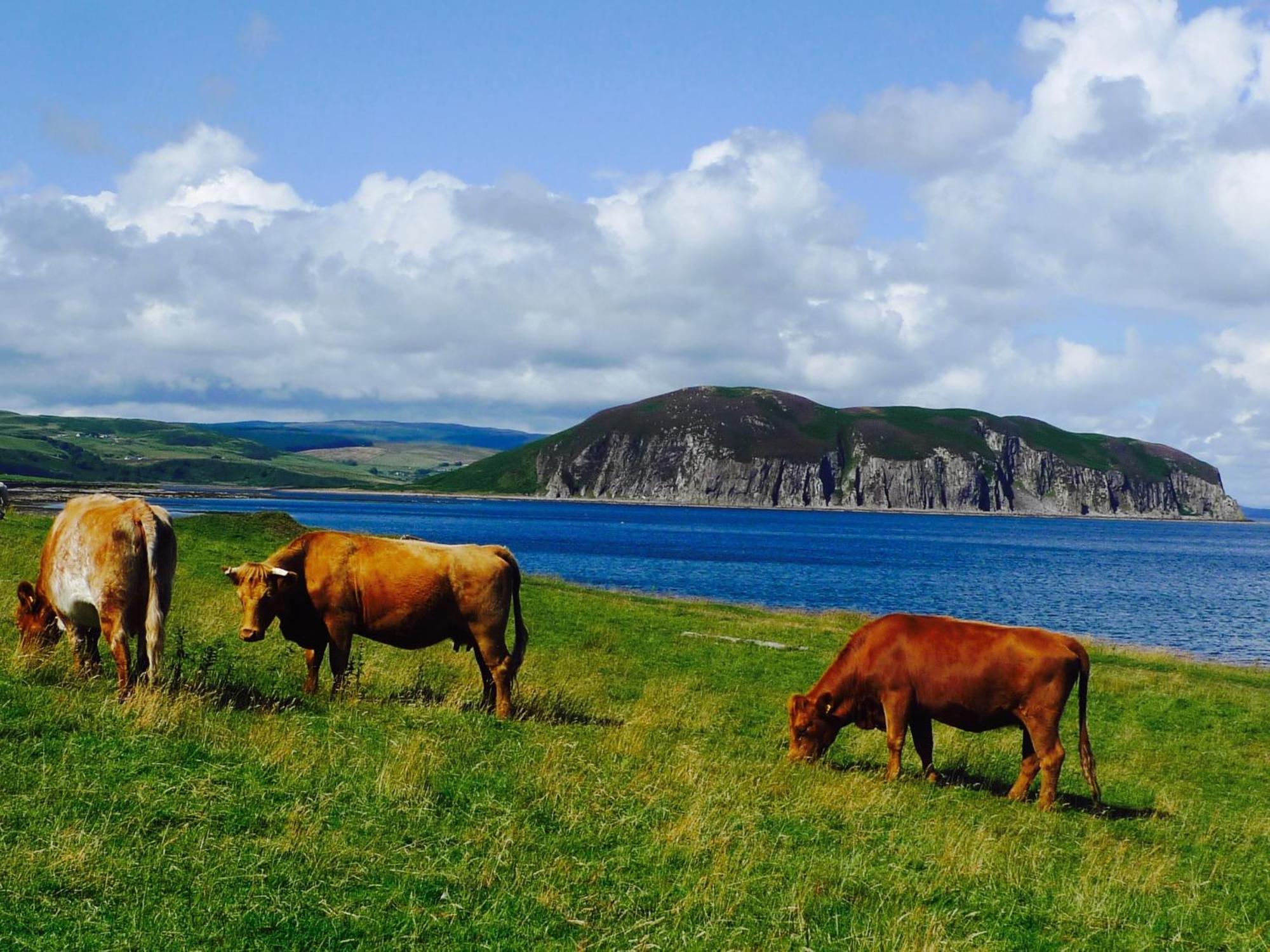 Rural Farmhouse On Kintyre, West Coast Hidden Gem Kildalloig Exterior photo